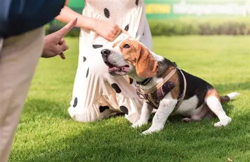 homme apprenant à un chiot beagle à s'asseoir et à rester