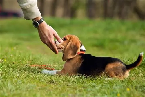 šolanje mladičkov beagle