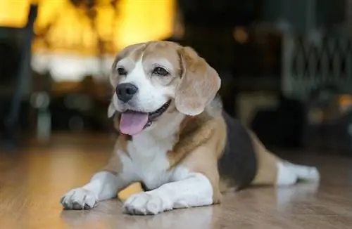 Beagle de bolsillo