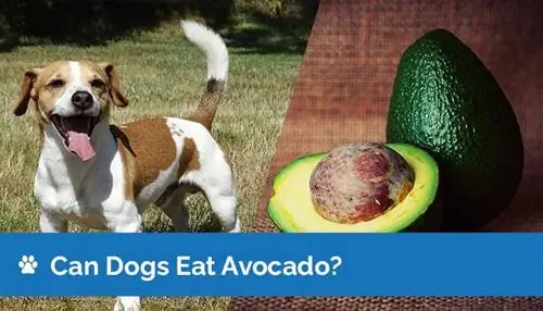 Kunnen honden avocado's eten? Zijn Avocado's Veilig Voor Honden?