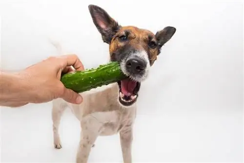 cane che mangia cetriolo