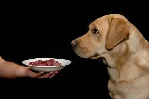 benefici del cibo per cani crudo