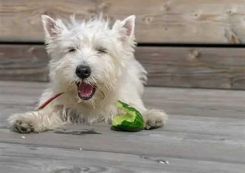 Westie eet komkommer