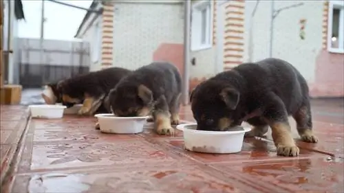 cățeluș ciobanesc german eating_Sidorov_ruslan_shutterstock