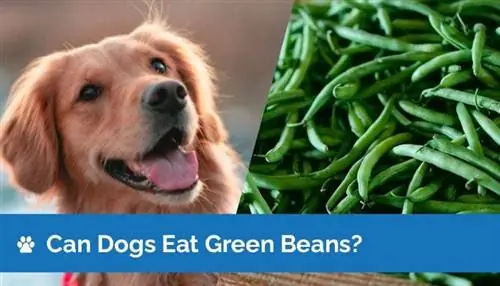 Les chiens peuvent-ils manger des haricots verts ? Que souhaitez-vous savoir