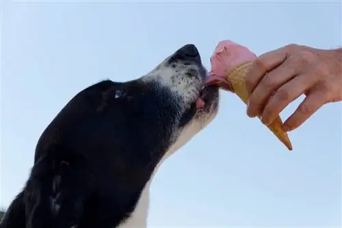 perro de alimentación de mano