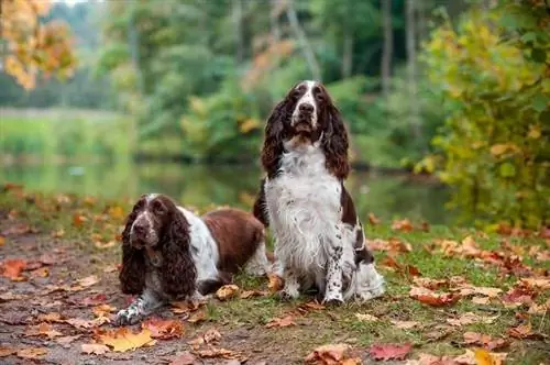 Kiingereza Springer Spaniels