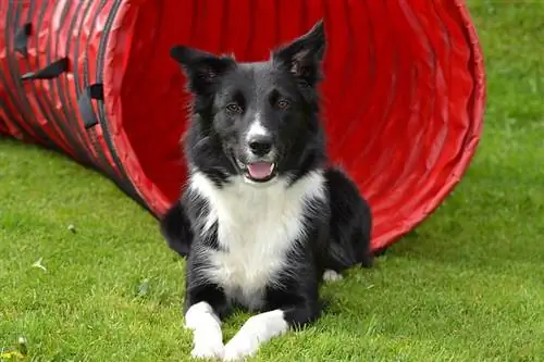 ድንበር collie