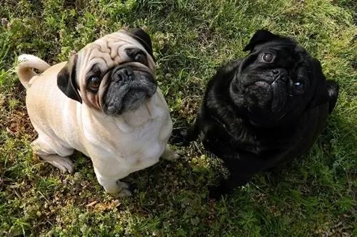 Pugs के