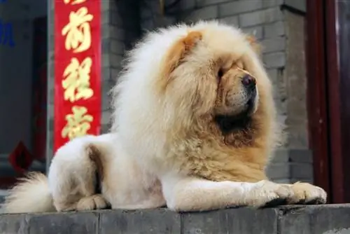 chowchow in cina