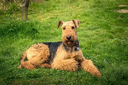 Airedale Terrier kwenye nyasi