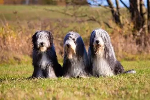 Collies met baard