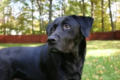 labrador nero