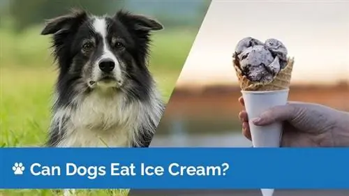 Bolehkah Anjing Makan Ais Krim? Adakah Ais Krim Selamat untuk Anjing?