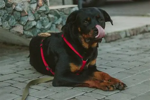 Rottweiler con imbracatura