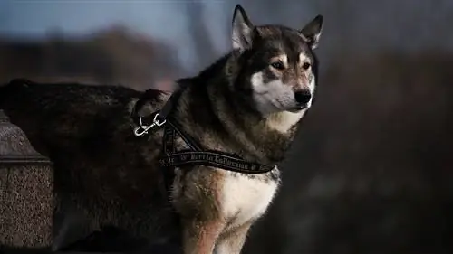 জোতা সঙ্গে husky