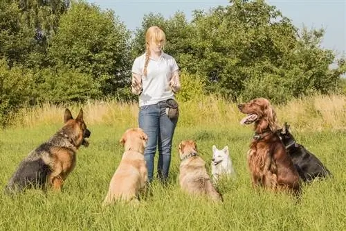 Dresseur de chiens de thérapie