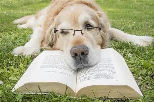 Chien lisant un livre_mattia marasco_shutterstock