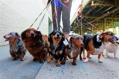 Går en flock med hundar på stadens trottoar