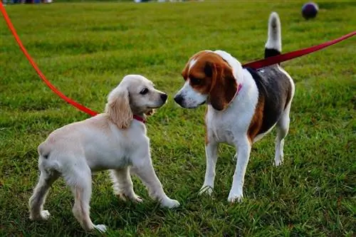 beagle et chiot dans le parc