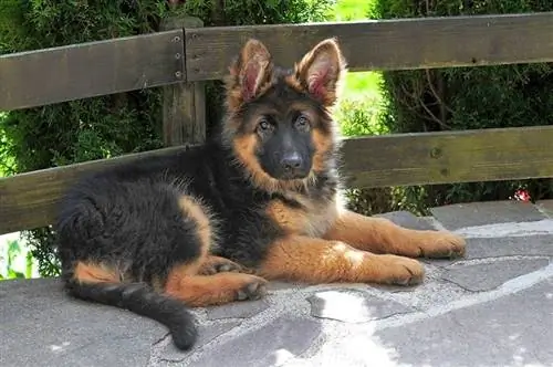 Chiot berger allemand allongé sur le patio