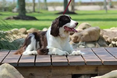 Անգլերեն Springer Spaniel դրսում