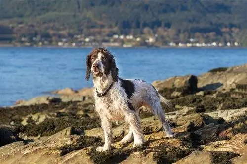 Våt engelsk springer spaniel