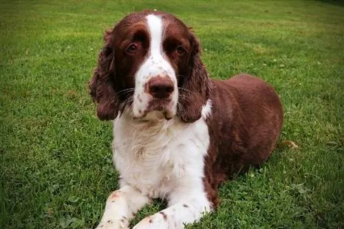 Ingliz Springer Spaniel o't ustida yotgan