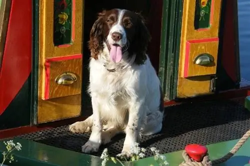 Англи хэлний Springer Spaniel