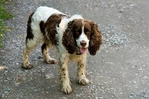 Ingliz Springer Spaniel yerda turibdi