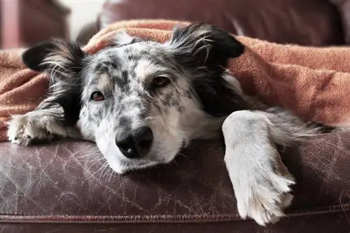 chien malade couché dans son lit