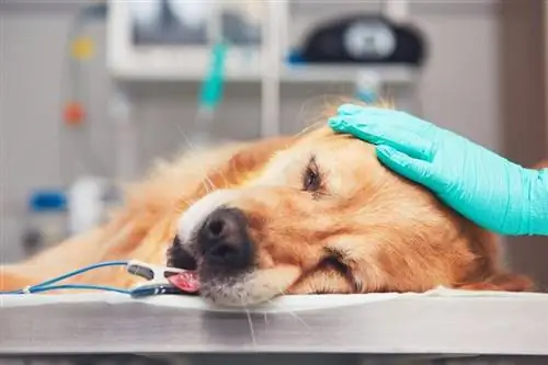 hond wat op chirurgie tafel lê