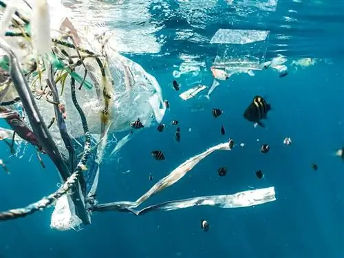 ¿Cuánto tiempo ha sido un problema la contaminación del océano?