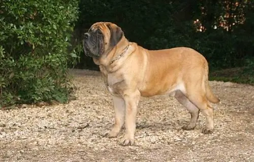 perro mastín al aire libre