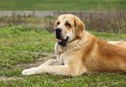 Drăguț Mastiff spaniol_liliya kulianionak_shutterstock