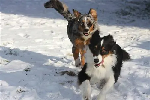 cães pastores australianos correndo na neve