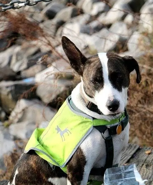 Angstwesten für Hunde