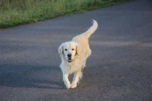 Engelse Cream Golden Retriever die op straat loopt