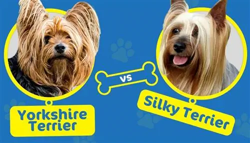 Yorkshire terier vs Silky terier: Kakšna je razlika?