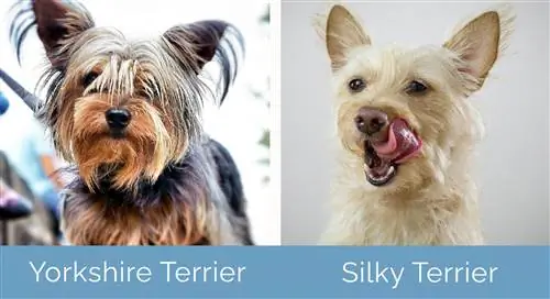 Yorkshire Terrier vs. Silky Terrier nebeneinander