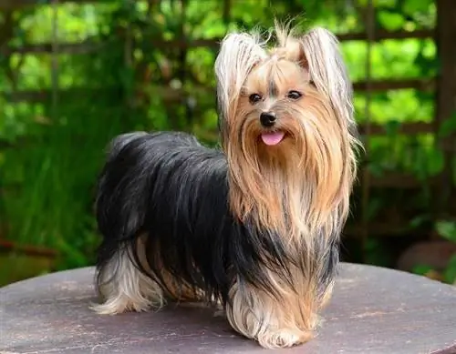 Yorkshire-Terrier