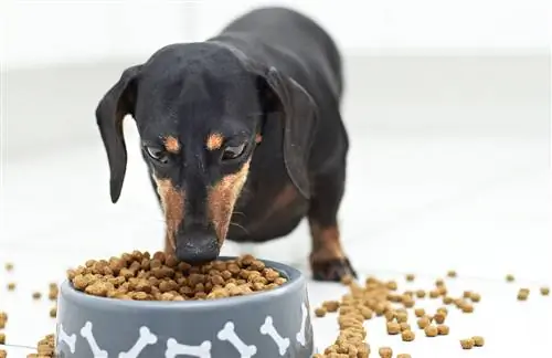 Chien teckel noir gardant et mangeant de la nourriture