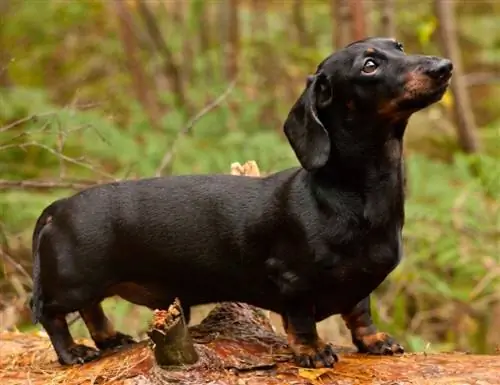 ¿Qué tamaño tienen los perros salchicha? Gráfico de crecimiento y peso del perro salchicha