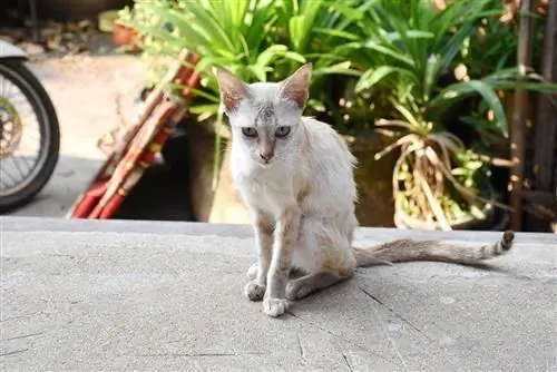 kucing yang sakit dan kurus