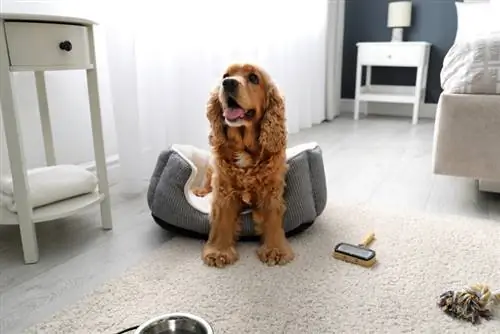 cocker spaniel duduk di atas katil anjing