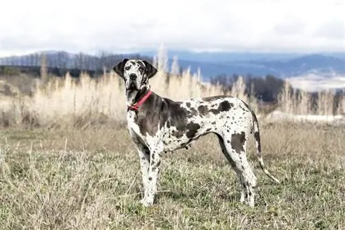 dogue allemand arlequin