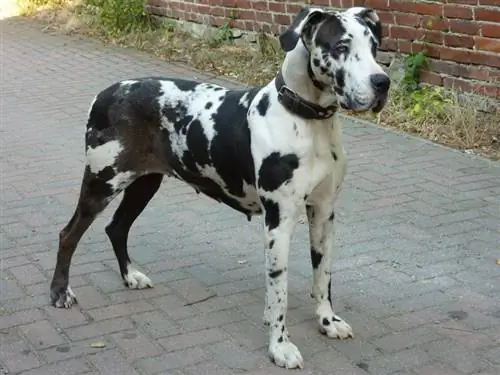 หญิง Harlequin Great Dane ยืนอยู่