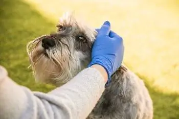 Câine cu veterinar