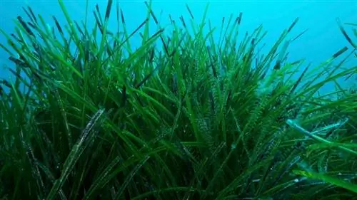 Eelgrass (Zostera Marina): fatti, guida alla cura & Crescita