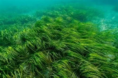 Eelgrass-Bed_divedog_shutterstock5